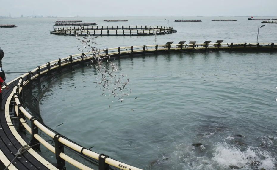 硫酸镁在水产养殖调水中的应用